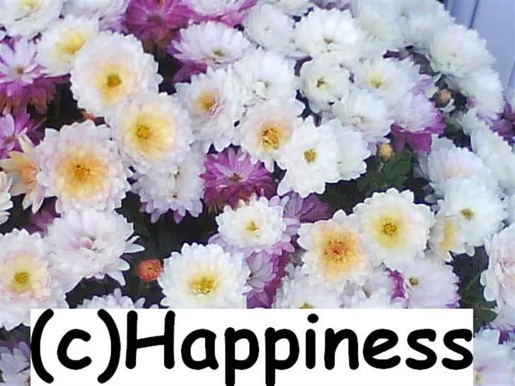 Logo baggrunde til Nh ! (Nethorse) - Nr. 63 billede 63