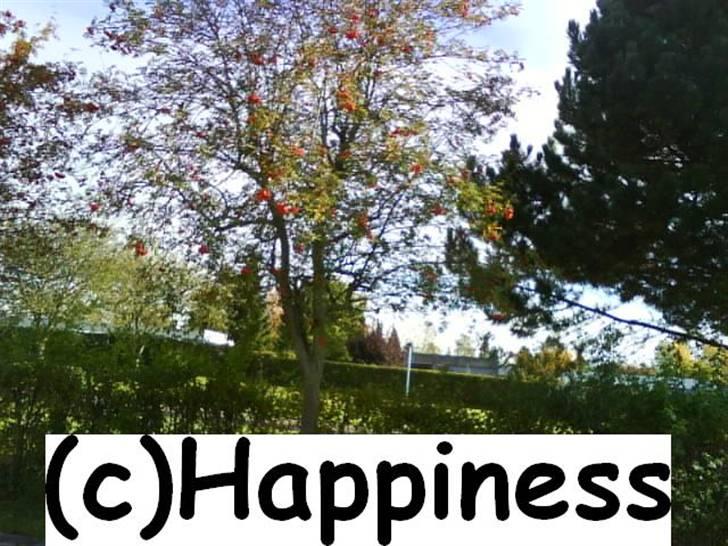 Logo baggrunde til Nh ! (Nethorse) - Nr. 71 billede 71