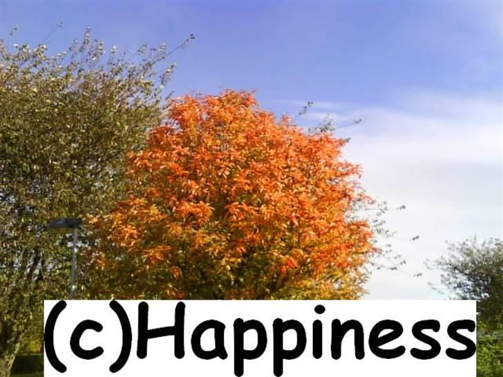 Logo baggrunde til Nh ! (Nethorse) - Nr. 72 billede 72