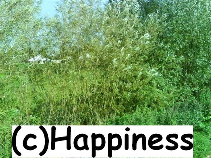 Logo baggrunde til Nh ! (Nethorse) - Nr. 76 billede 76