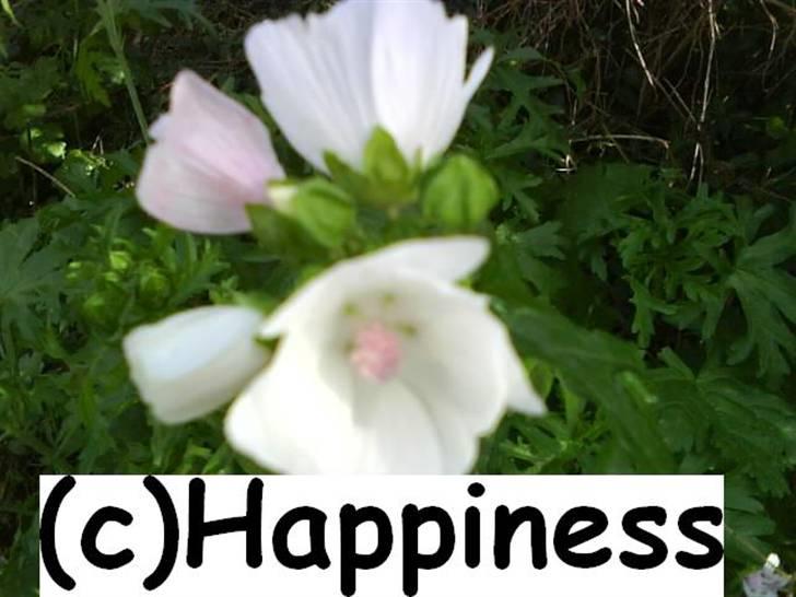 Logo baggrunde til Nh ! (Nethorse) - Nr. 77 billede 77