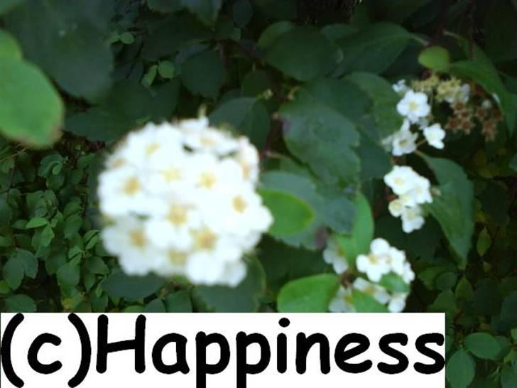 Logo baggrunde til Nh ! (Nethorse) - Nr. 78 billede 78