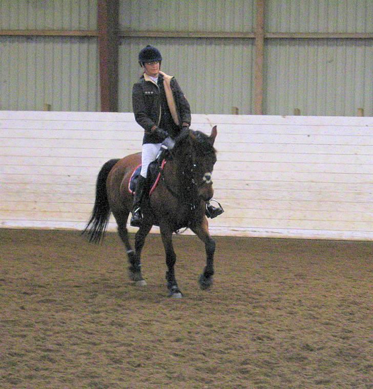 Nørre Aaby Rideklub d.11- 12/10 - 2008 billede 1