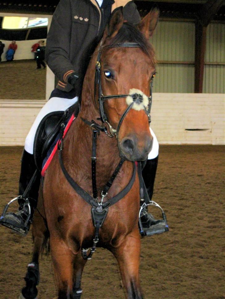 Nørre Aaby Rideklub d.11- 12/10 - 2008 billede 2