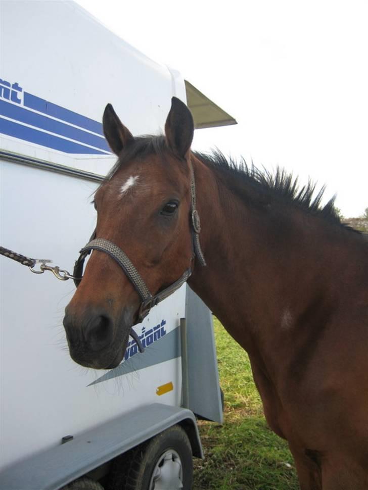 Nørre Aaby Rideklub d.11- 12/10 - 2008 billede 6