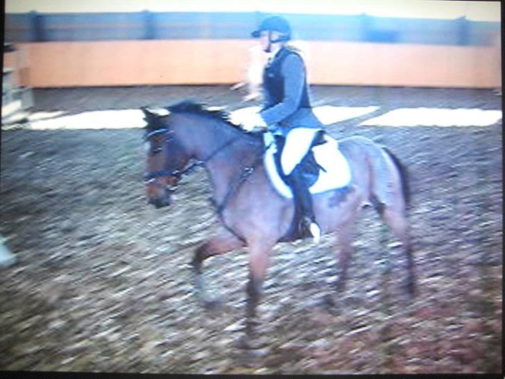 Nørre Aaby Rideklub d.11- 12/10 - 2008 billede 18