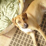 Min hund og mine to dejlige katte. ;P