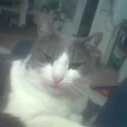 Min hund og mine to dejlige katte. ;P