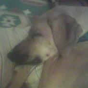 Min hund og mine to dejlige katte. ;P