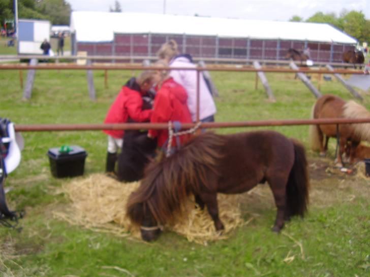 Stines heste - Lille Peter på dyrskue. billede 4