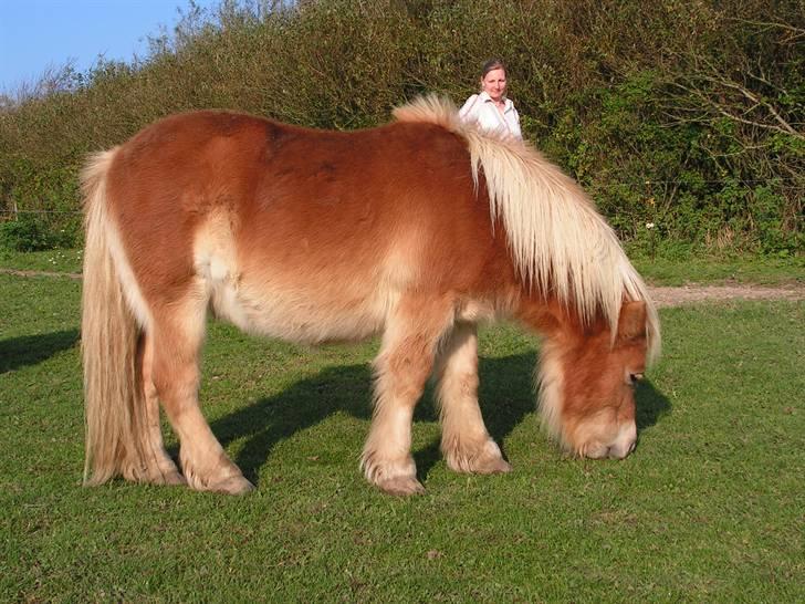 Stines heste - Kairo Bomlund billede 5