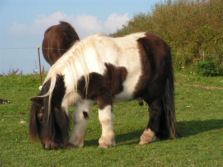 Stines heste - Stjernens Mini Kinkajou. billede 6