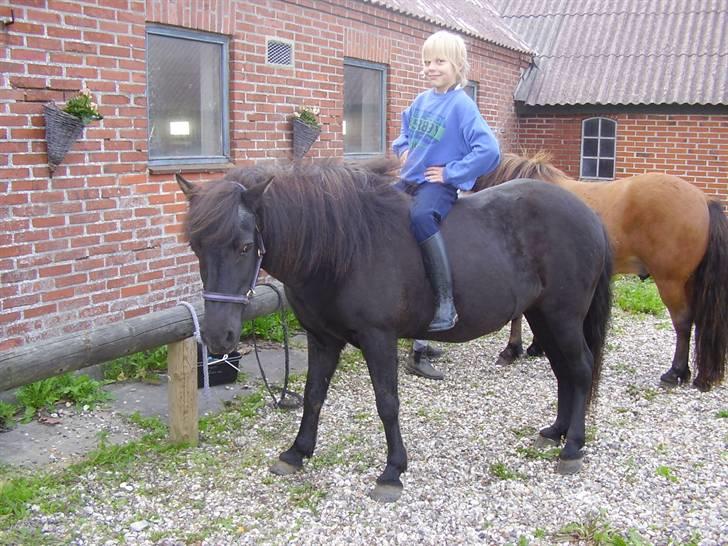 Stines heste - Hrönn med Kjartan på ryggen. billede 7