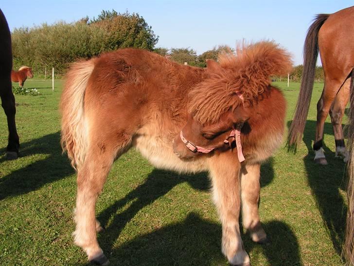 Stines heste - Ll.Grummesgårds Tukkataa. billede 3