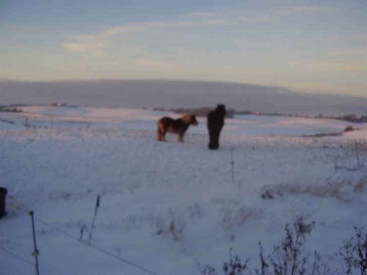 Stines heste - Vinterstemning. billede 8