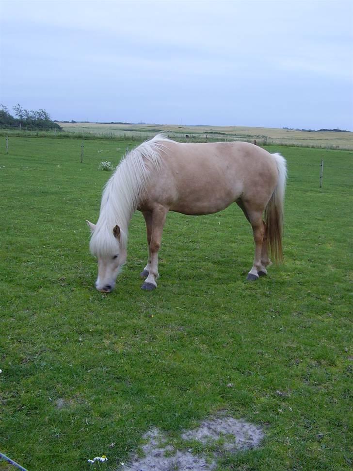 Stines heste - Ljóska. billede 9