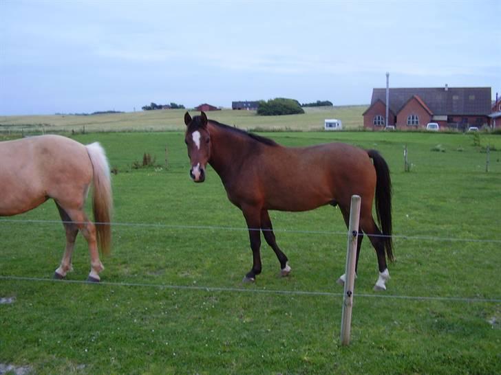 Stines heste - Amanti. billede 10