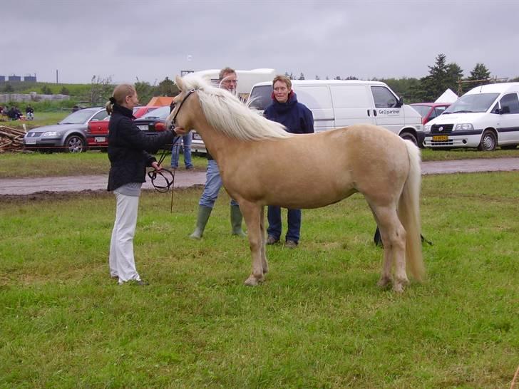 Stines heste - Ljóska på dyrskue. billede 11