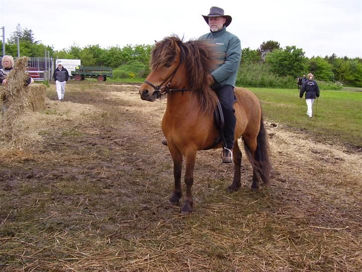 Stines heste - Grani; fars hest! billede 12