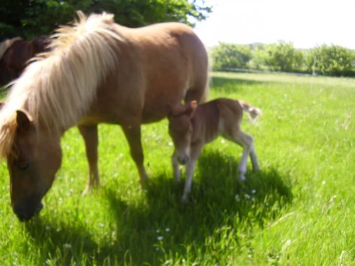 Stines heste - Ll.Grummesgåeds Cinnamon med sin nyfødte datter Ll.Grummesgårds Tukkataa. billede 2