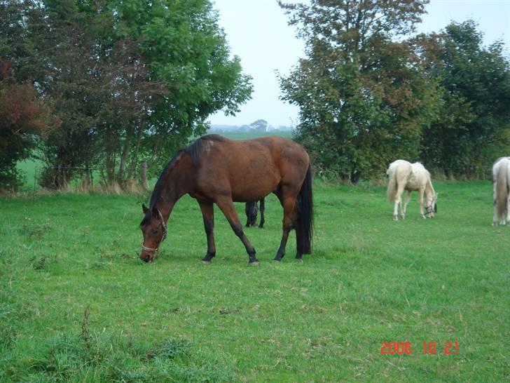 Flokken på  (Huholt Hestepension) - Dolphin føre hesten, han styre hele flokken på 9 heste/pony også kommer der to mere da de ikke kan tåle græsset om sommeren... billede 16