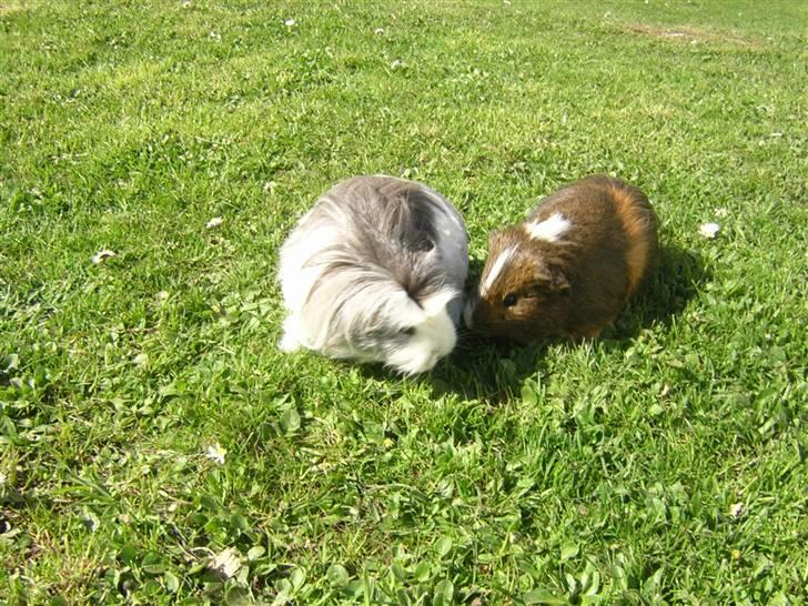 Mine marsvin :D - Kommet ud for at græsse :)
Taget: 30-04-2007 billede 12