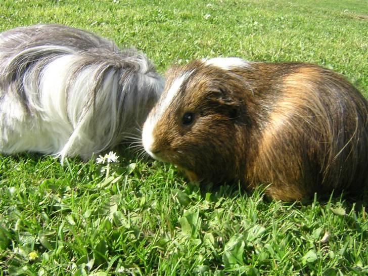 Mine marsvin :D - Nårh ... Søde Rex .. =)
Taget: 30-04-2007 billede 13