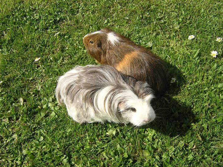 Mine marsvin :D - Smukke farver hehe :D
Taget: 30-04-2007 billede 14