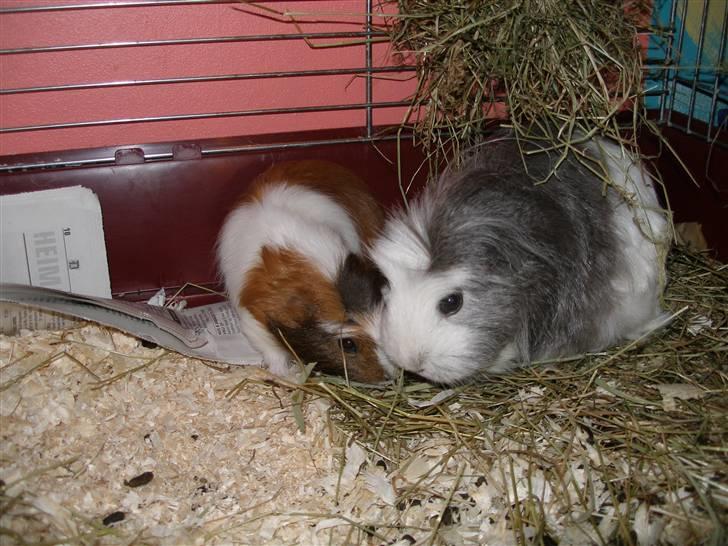 Mine marsvin :D - Misha og hendes og Rexs sidste unge Naisha ;)
Taget: 28-09-2005 billede 11