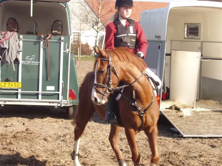 Jagt billeder af Ferrari - Pony.. billede 7