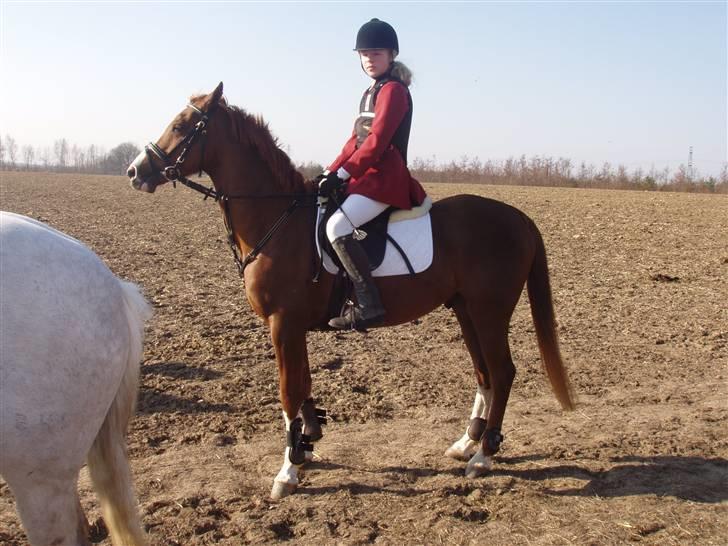 Jagt billeder af Ferrari - Ikke særlig godt billed billede 8