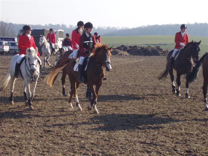 Jagt billeder af Ferrari - Hehe frisk pony billede 9