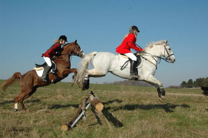 Jagt billeder af Ferrari - Første spring.. nøj han hoppede både tideligt og højt! billede 1