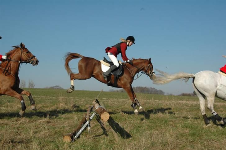 Jagt billeder af Ferrari - Lander.. billede 16
