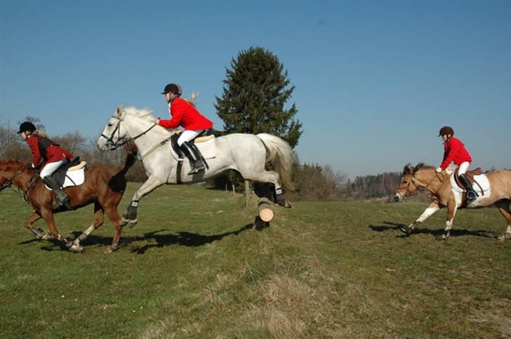 Jagt billeder af Ferrari - Lige landet.. 
 billede 17