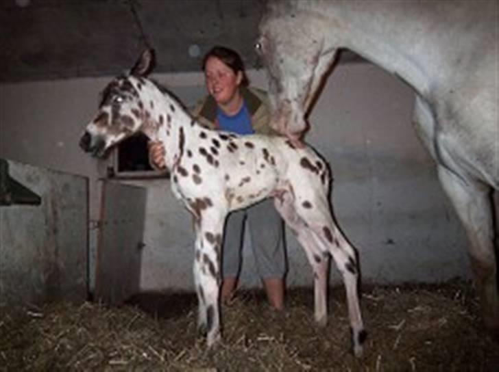 Tidligere heste,føl og ponyer - Jannikas føl fra 2007 Ejstrups Sirocco nu solgt til Bo og Frida Viborg billede 5