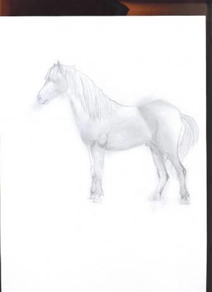 Tegninger - Tegnet i juni 2004. Islænderhingst. billede 2