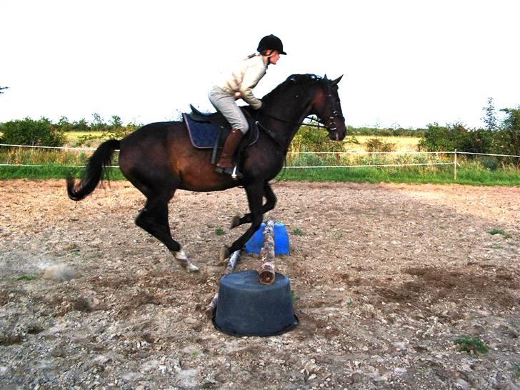 Forskellige heste - Galva, en vallak red red engang. Savner virkelig den dreng.
Tag jer ikke af mig, jeg er ikke springrytter ;b billede 12
