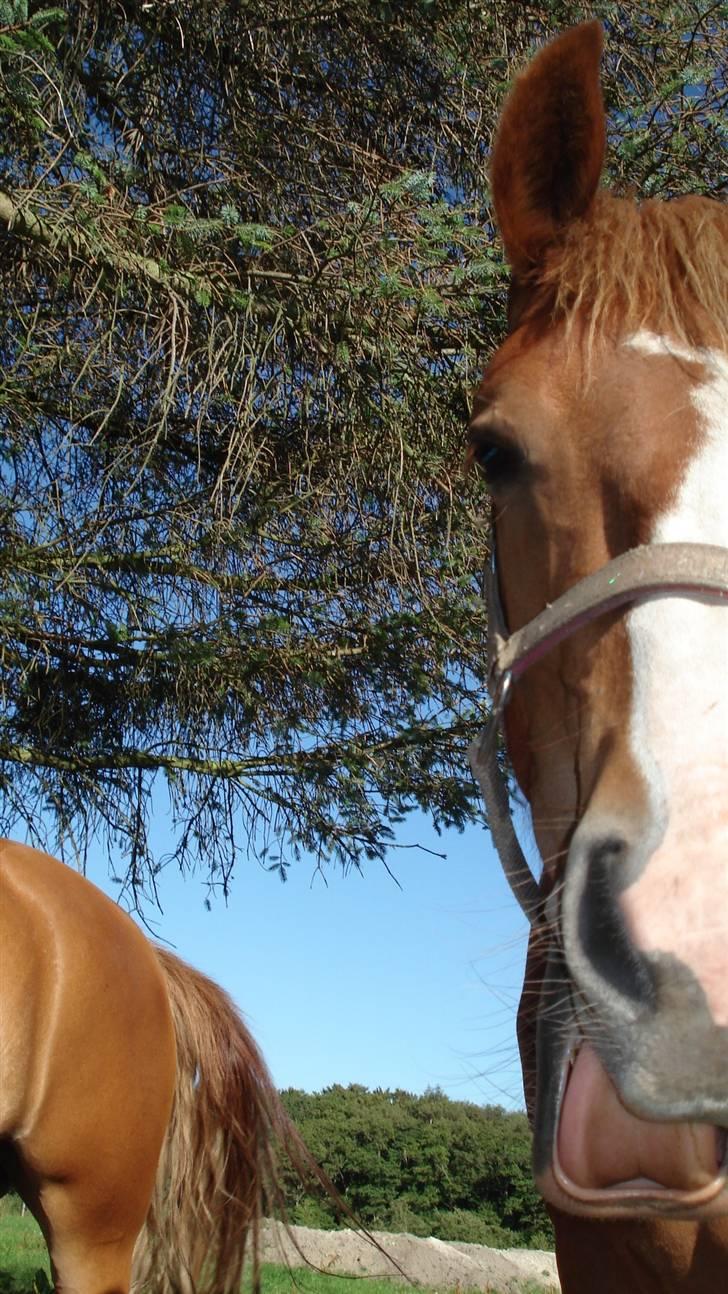 Mine Grimme heste xD billede 27