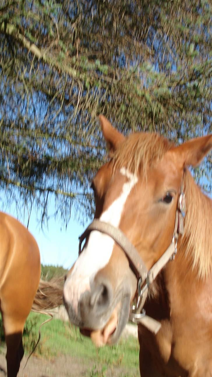 Mine Grimme heste xD billede 28