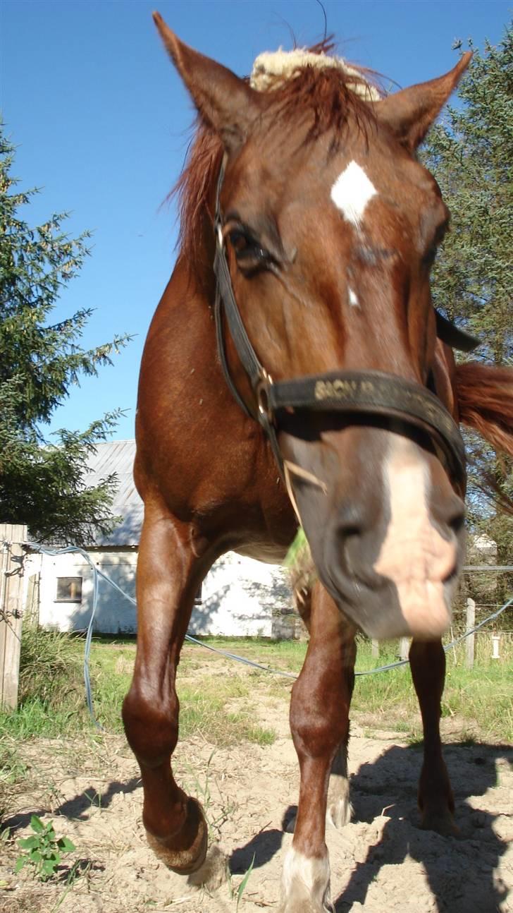 Mine Grimme heste xD billede 29