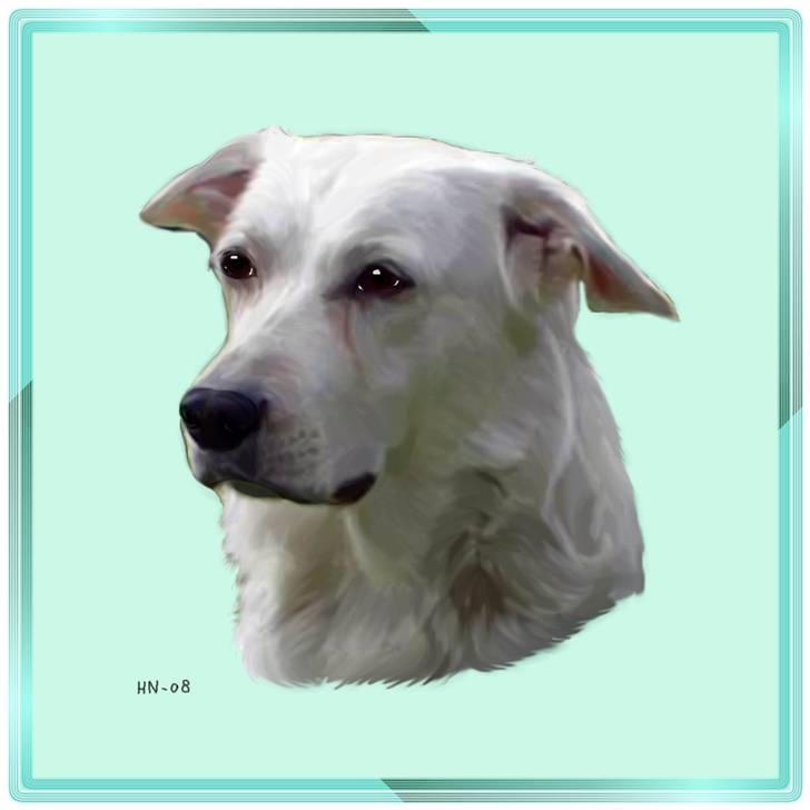 Min søde hund, Blondie. - Blondie der er blevet tegnet, tak Gitte fordi du ville ordne så den blev sendt hen til hanne og jeg fik den igen, og at du bare sørgede for det <3 :) billede 57