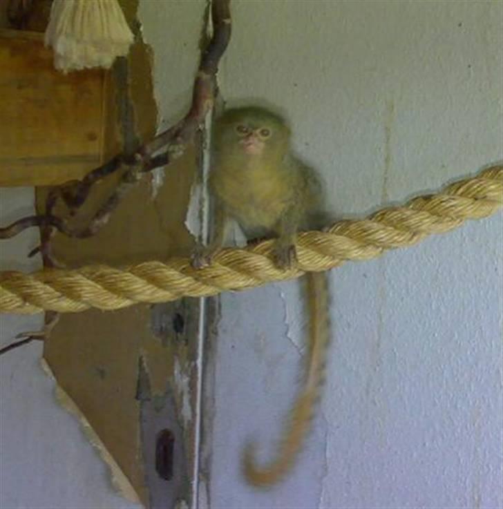 Lidt forskellige dyr - Dværgsilke abe...
verdens mindste abeart :) billede 3