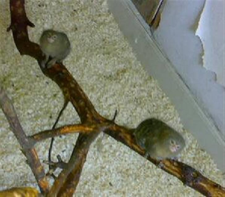 Lidt forskellige dyr - Dværgsilke aber :) billede 4