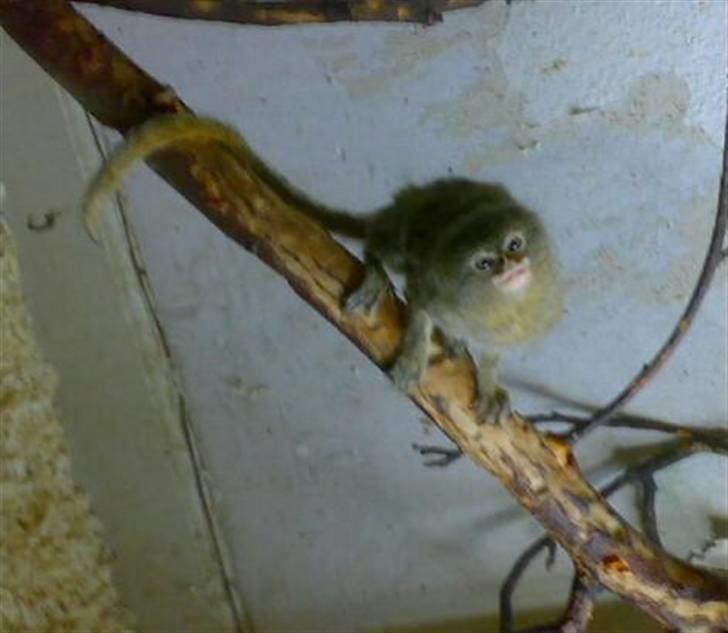 Lidt forskellige dyr - Dværgsilke abe :) billede 2