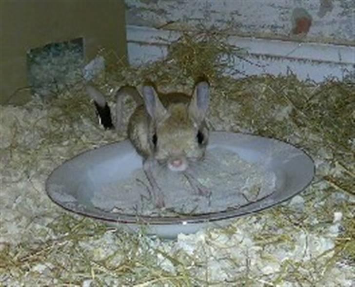 Lidt forskellige dyr - Heste springer :)
total nuttede dyr... billede 5