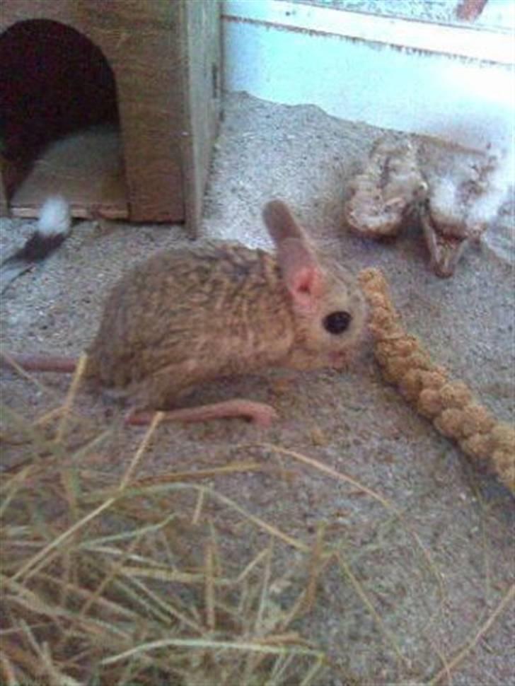 Lidt forskellige dyr - Heste springer billede 6