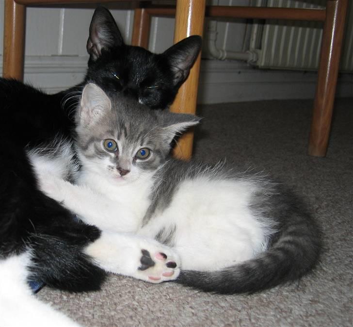 Lidt forskellige dyr - Lille misling :) billede 7