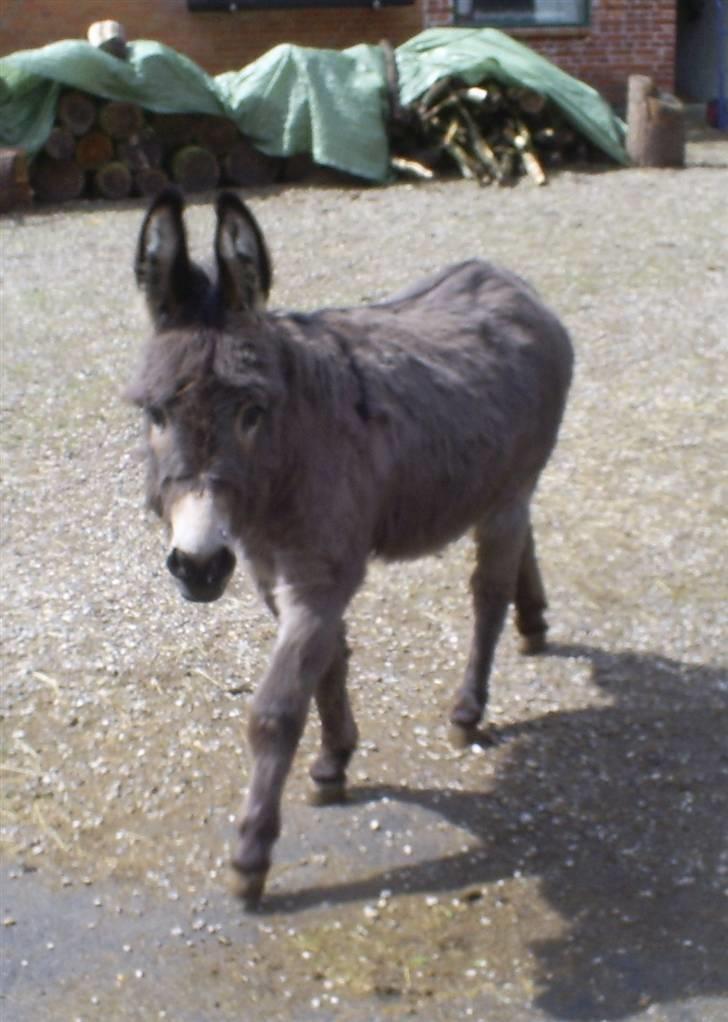 Lidt forskellige dyr - Simon...
Et æsel jeg tog imod da den ikke havde det så godt, en 2 års hingst der aldrig havde haft smed eller dyrelæge og aldrig kom på fold :(
Men fandt et godt hjem til ham efter 4-5 mdr. billede 8