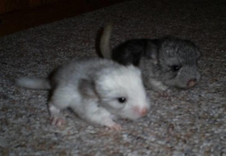 Lidt forskellige dyr - Små chinchilla unger :) billede 9